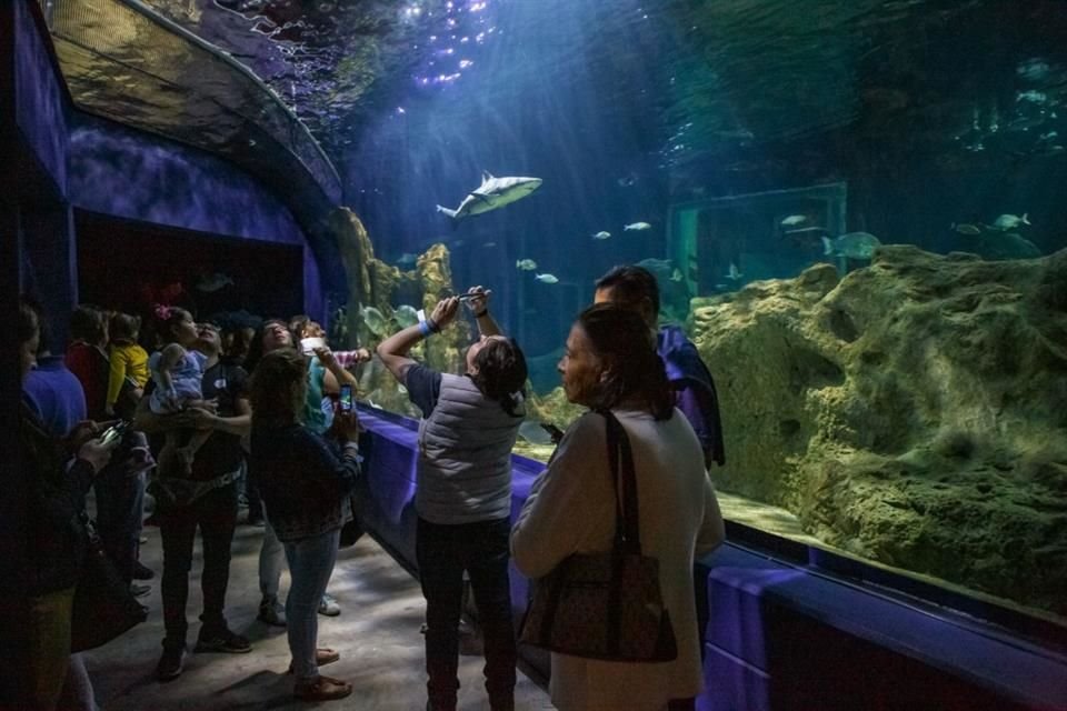 Los boletos de entrada al Acuario Michin deberán tener una vigencia al 31 de diciembre de 2023 y podrán ser usados de lunes a viernes.