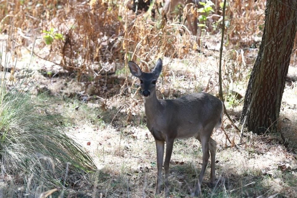 Venado y aves rapaces fueron los primeros en observarse de manera directa.