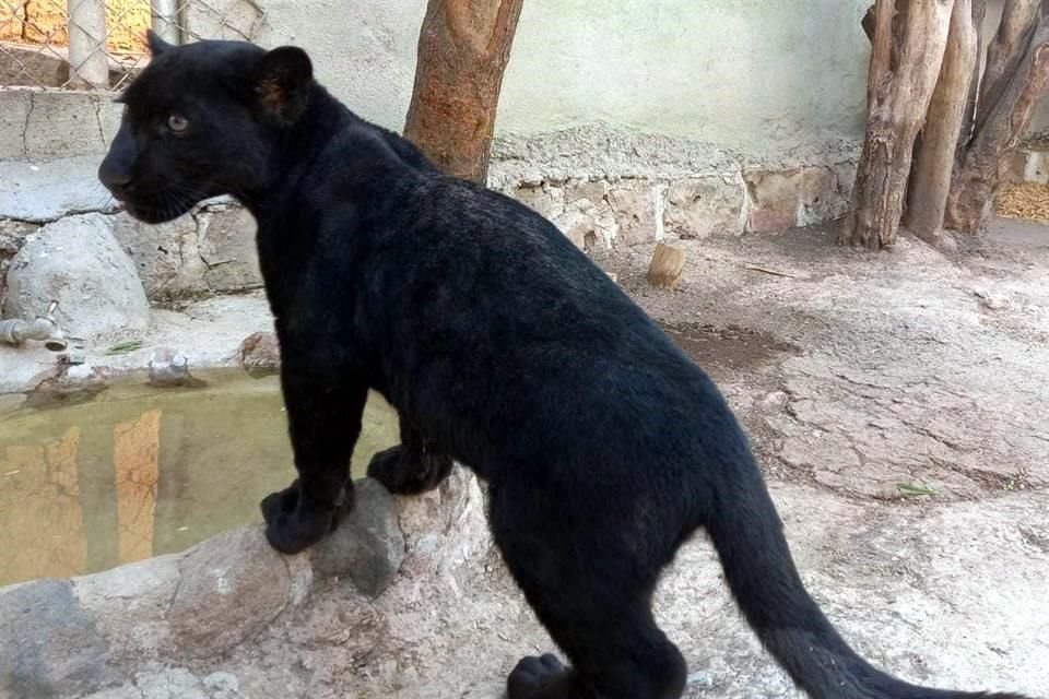 Tras el decomiso de la cría, se envió temporalmente al zoológico zapopano Villa Fantasía.