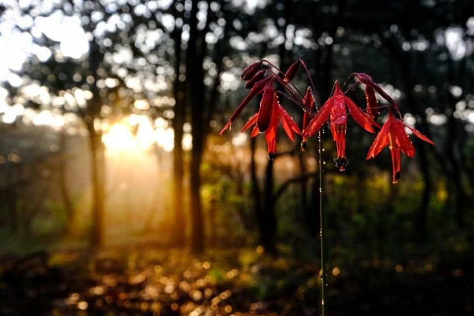 Algunas especies de plantas herbáceas contribuyen a acelerar la recuperación de suelos tras el paso de incendios.