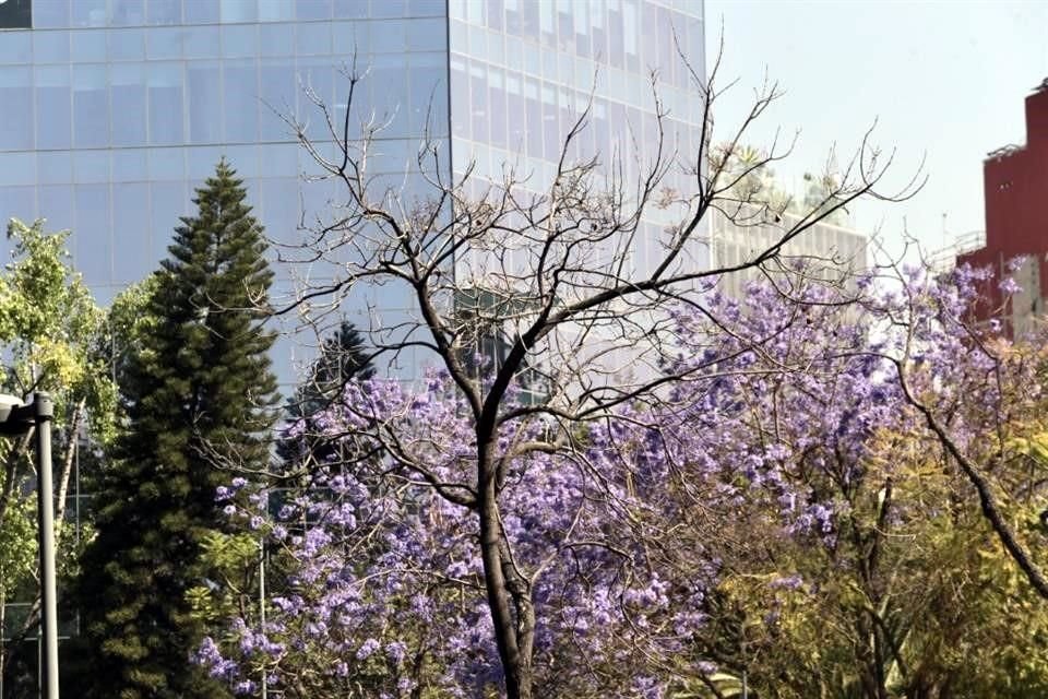 Una de las jacarandas muertas contrasta con otra en plena flor.