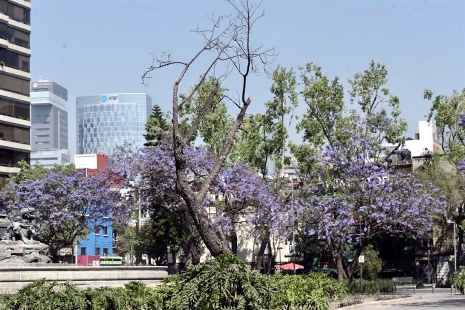 Al menos dos de las 16 jacarandas en Plaza Villa Madrid se han secado en los últimos tres años.