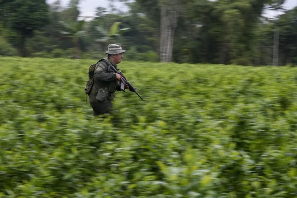 Un oficial de la policía antinarcóticos corre a través de un campo de coca durante una redada en un laboratorio para hacer base de coca en Colombia.