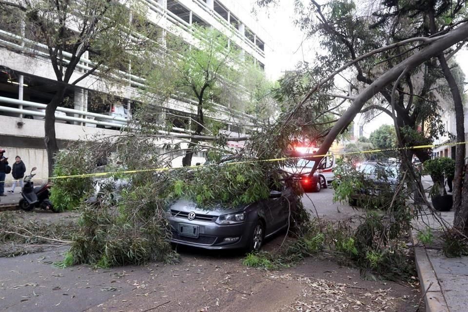 Al menos 13 árboles han sido derribados este lunes por las ráfagas de viento de hasta 59 kilómetros por hora en la Ciudad de México.