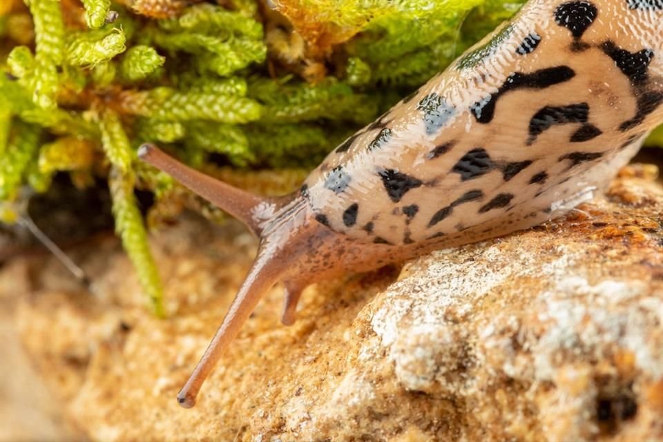 Limax maximus es conocida como babosa leopardo.