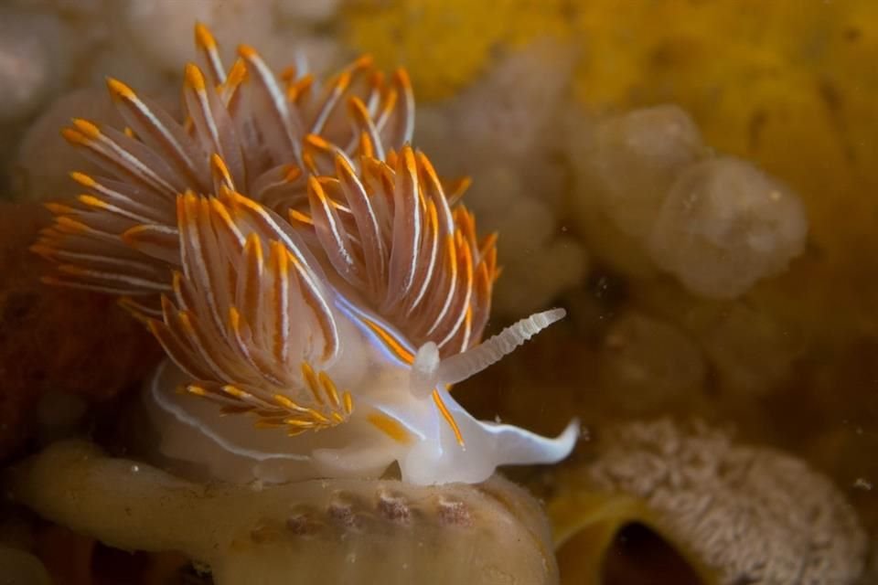 Hermissenda crassicornis es conocida como nudibranquio de cuernos gruesos.