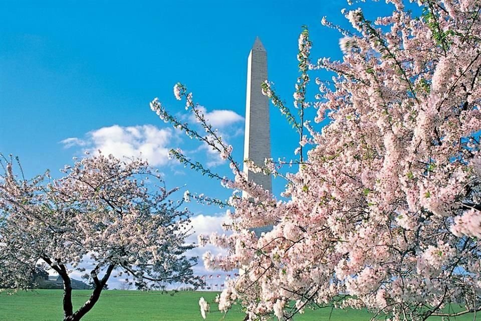 Cerezos en flor en Washington D.C.