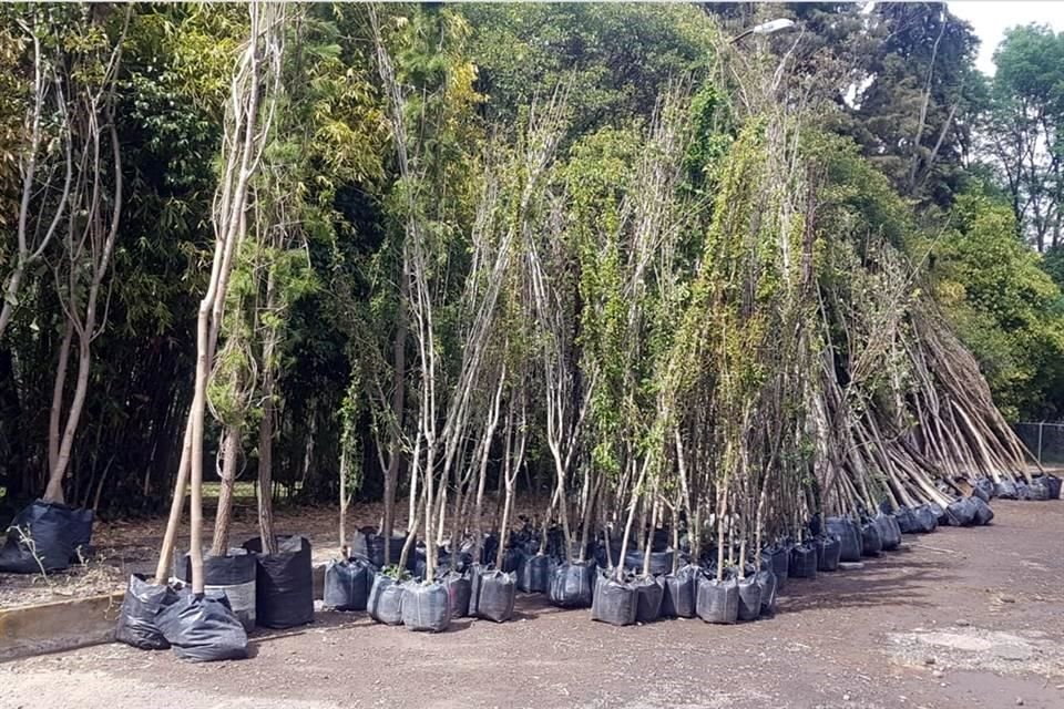 En la Segunda Sección del Bosque de Chapultepec, 20 árboles están secos y abandonados.