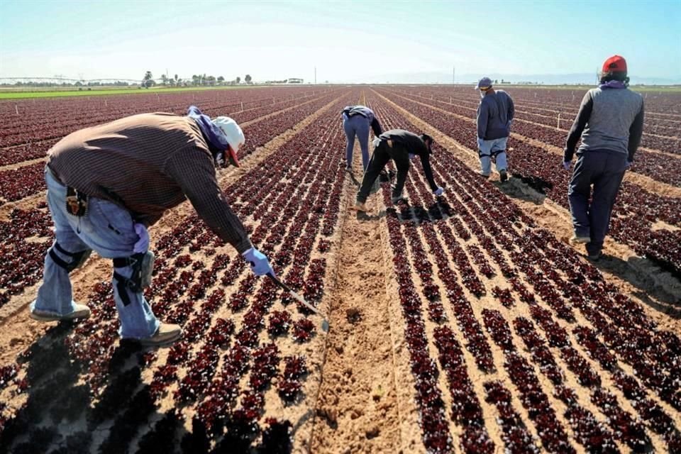 Trabajadores trabajan en una plantación de lechugas en Holtville, California.