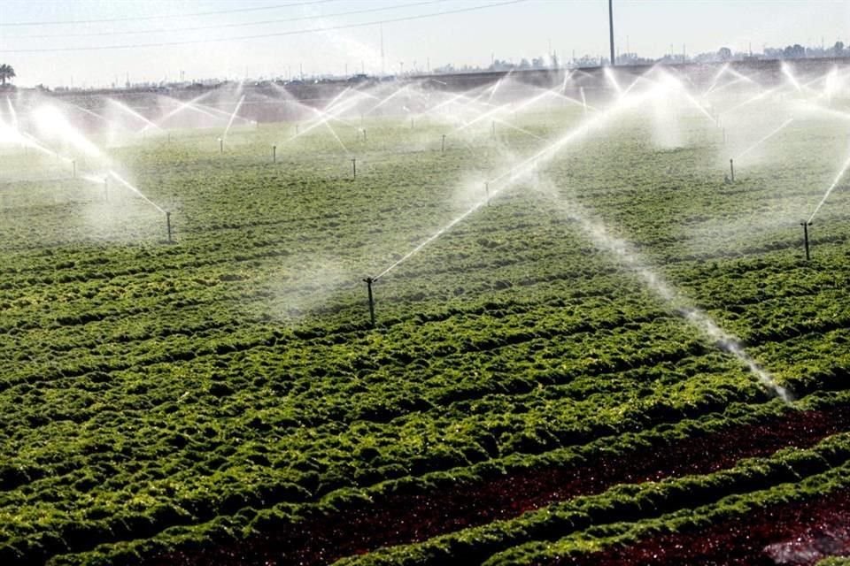 Rociadores que riegan las plantaciones.