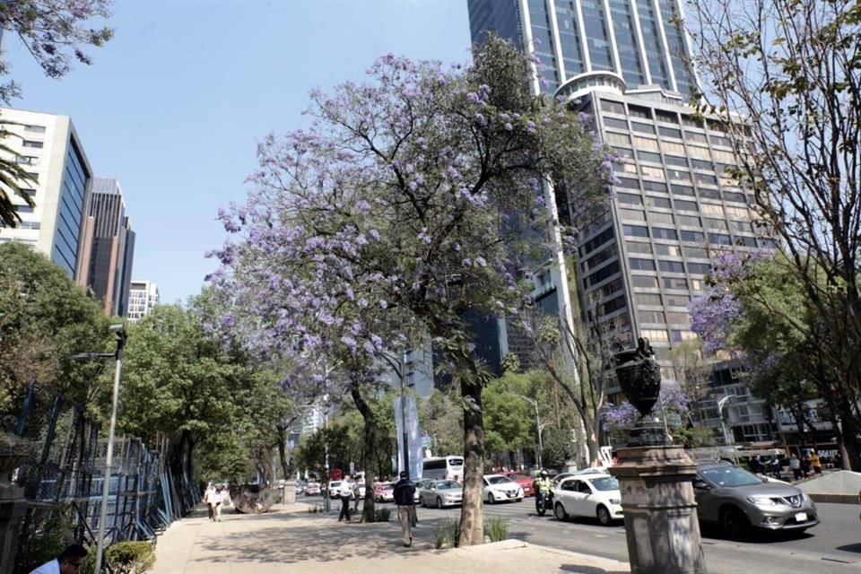 Entre las flores lila de las jacarandas de Reforma, se pueden apreciar los mechones verdes de la plaga.