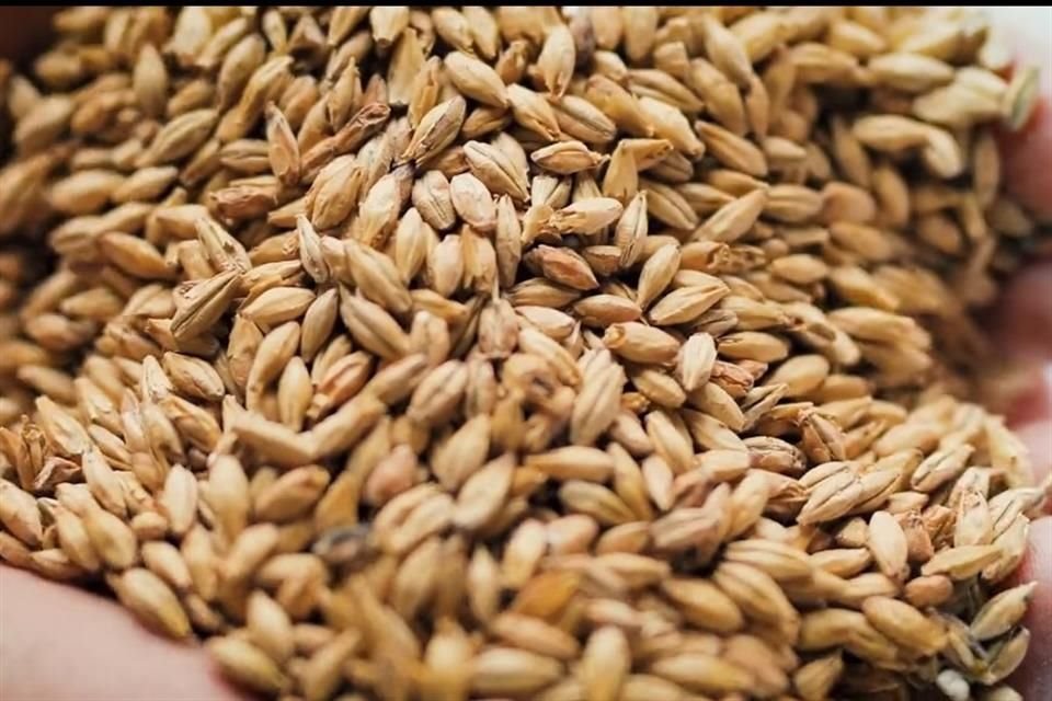 Para elevar la cosecha nacional de cebada, se ha apostado por mejorar las semillas y las técnicas de riego y de cultivo.