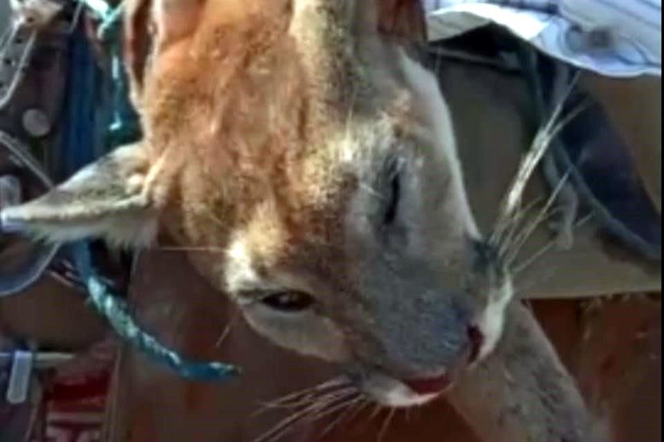 Uno de los ejemplares cazados habría sido una hembra que era acompañada de su cría.