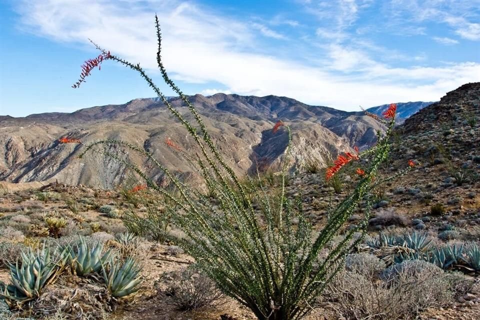 El ocotillo es una de las plantas que ahora se encuentra en áreas de baja altitud del desierto de Sonora.