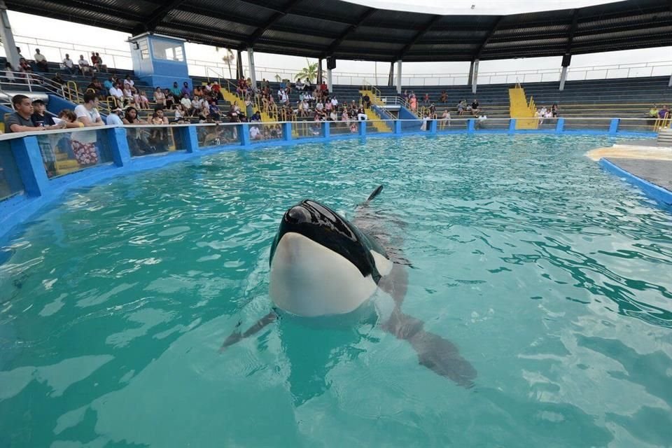 La orca 'Lolita' volverá a nadar en el Océano Pacífico tras permanecer más de 50 años en cautiverio en un acuario en Miami.