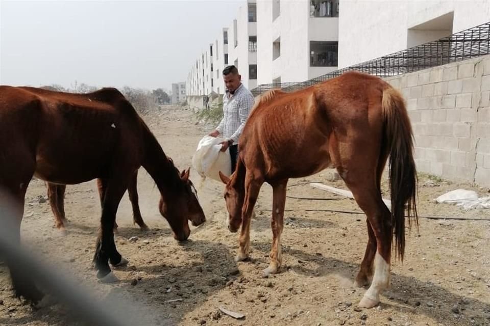 El Gobierno de Tonalá informó que la queja por las yeguas abandonadas se recibió hace algunos días, sin embargo, se tenía que esperar el camino jurídico para poder decomisar a los animales.