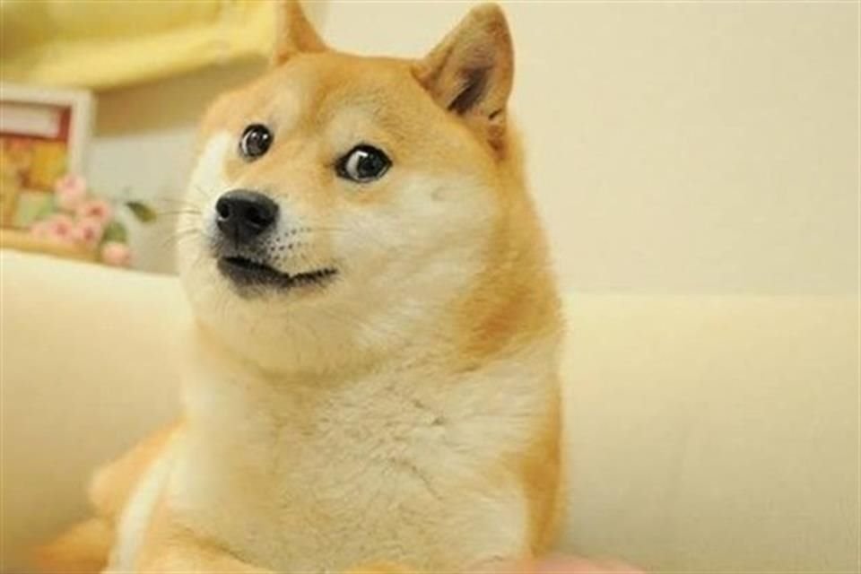 Kabosu fue la imagen que inspiró a la criptomoneda Dogecoin.