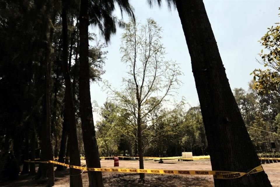 Autoridades capitalinas prevén que la colocación del segundo ahuehuete en la ex Glorieta de la Palma se realice el siguiente mes.