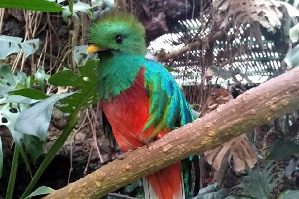 El Nido alberga aves de otras regiones del mundo, como Brasil, Japón y China.