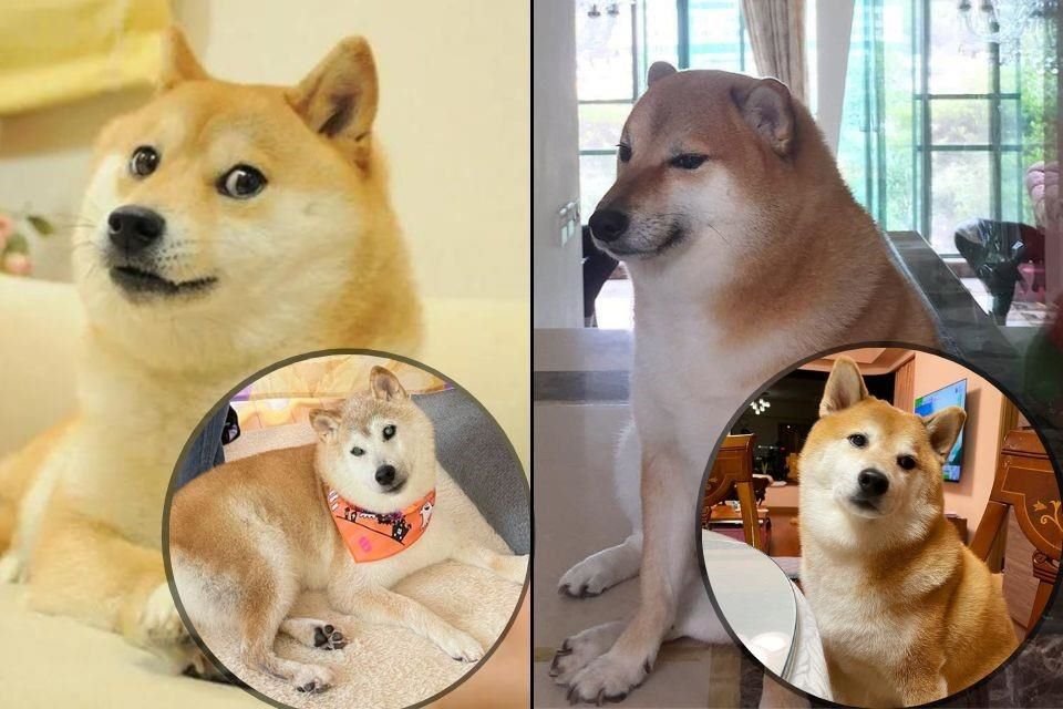 'Kabosu' y 'Balltze', unos perros de raza Shiba Inu, inspiraron los memes conocidos como 'Doge' y 'Cheems'.