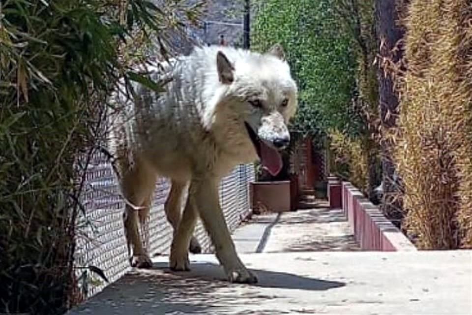 Tras un cateo realizado en un predio de Huixquilucan, fueron hallados 46 animales, de los cuales 25 eran de vida silvestre, además de tomas clandestinas.