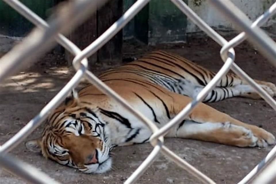 Tras un cateo realizado en un predio de Huixquilucan, fueron hallados 46 animales, de los cuales 25 eran de vida silvestre, además de tomas clandestinas.