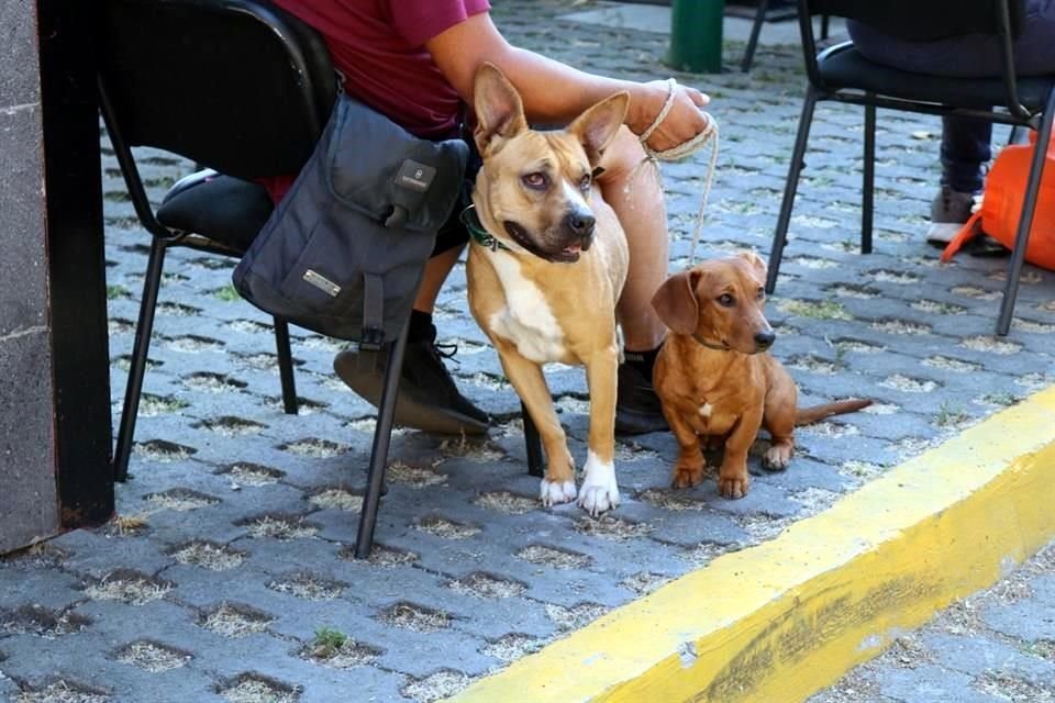 Especialistas detectaron  perros abandonados en el Parque Ecológico, expuso la bióloga y coordinadora técnica del parque, Adriana Mora.