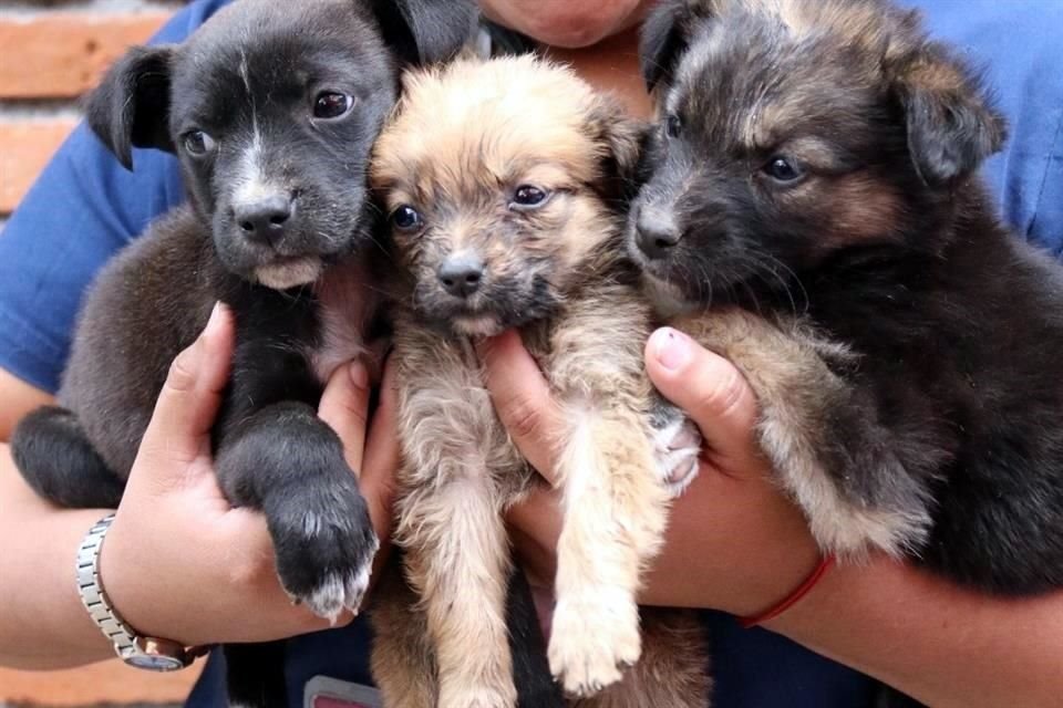 Especialistas consideran que para evitar el maltrato de perros se requiere educación y promover la cultura de la responsabilidad.