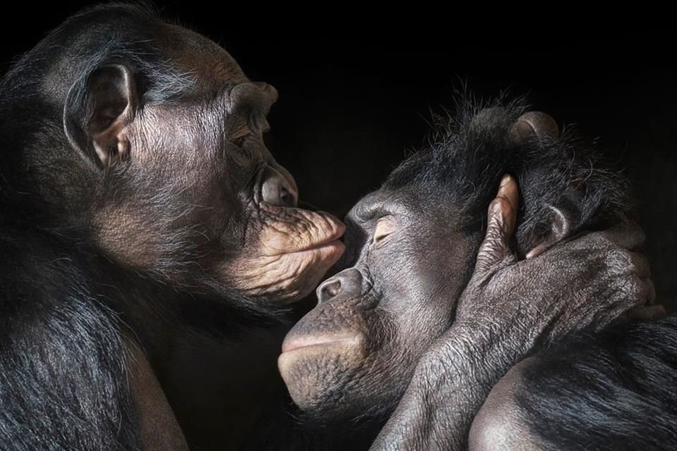 Humanos, chimpancés y bonobos son animales que se besan para mostrar afecto, socializar y resolver sus diferencias.