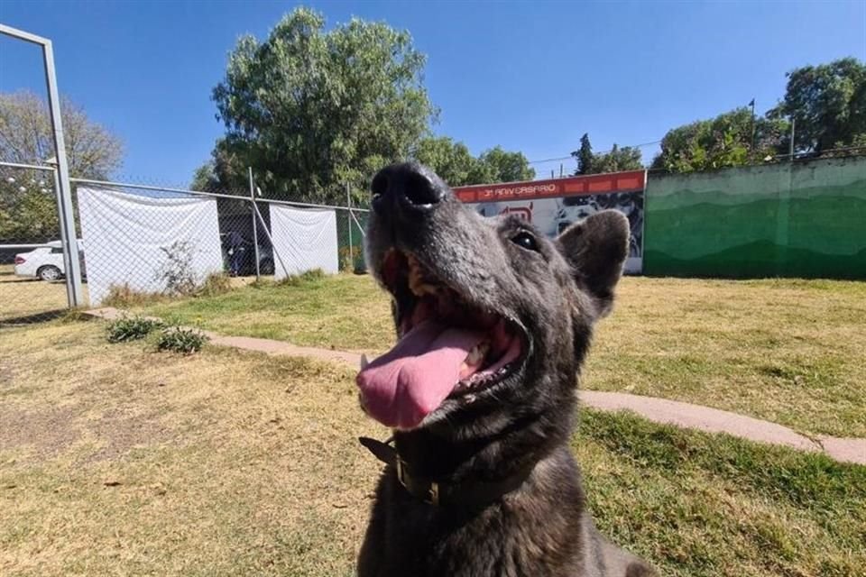 Estarán esperando: Cuco, Tallarín, Poli, Popis, Martina, Juan, Rey, Candi, Gori, Mor y Coyotito. Con la intención de promover la adopción y no la venta.