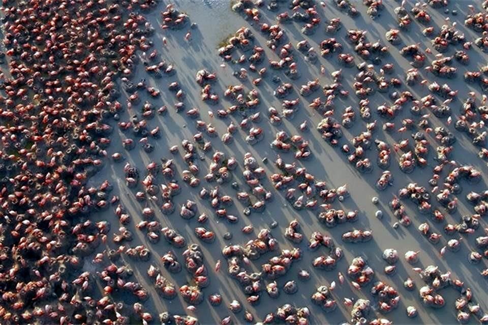 El documental 'Nómadas' recoge, por ejemplo, el trayecto de los Flamingos rosados que vuelan hasta Río Lagartos en Yucatán para anidar.