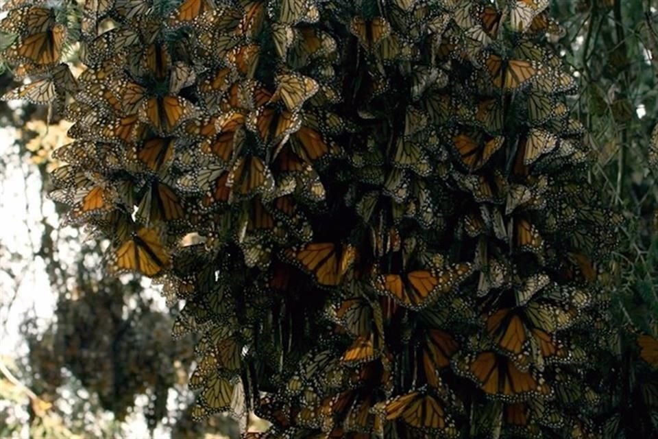 El periplo de las mariposas monarca hasta los bosques de Michoacán también se incluye en el filme.