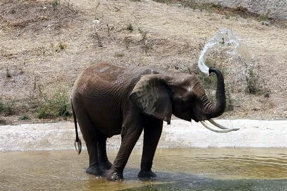 El Zoológico de Aragón recibirá a la elefanta Gipsy, quien hará compañía a Ely; Sedema descarta traslado a Brasil de la elefanta Ely.