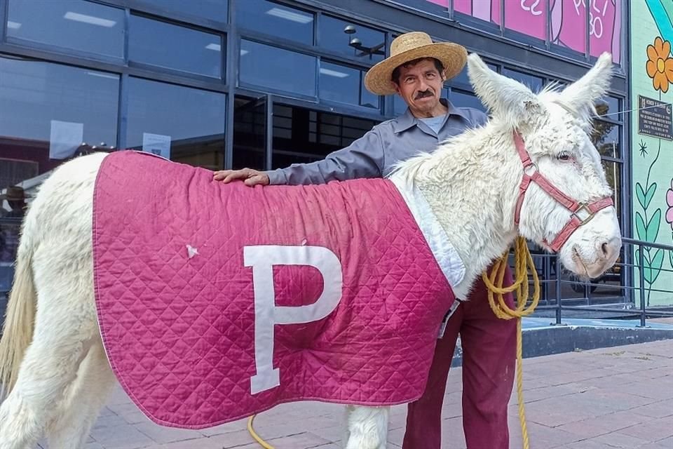 'Platero' es uno de los 19 équidos que habitan en el IPN.