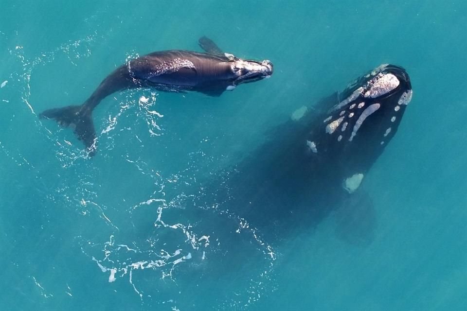 Las ballenas francas que migran desde la Antártida adelgazan a medida que su comida desaparece por el aumento de temperatura del mar.