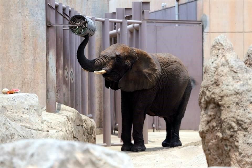 La convivencia de dos elefantas en el Zoológico de San Juan de Aragón buscan impulsar la conservación de la especie, indican autoridades.