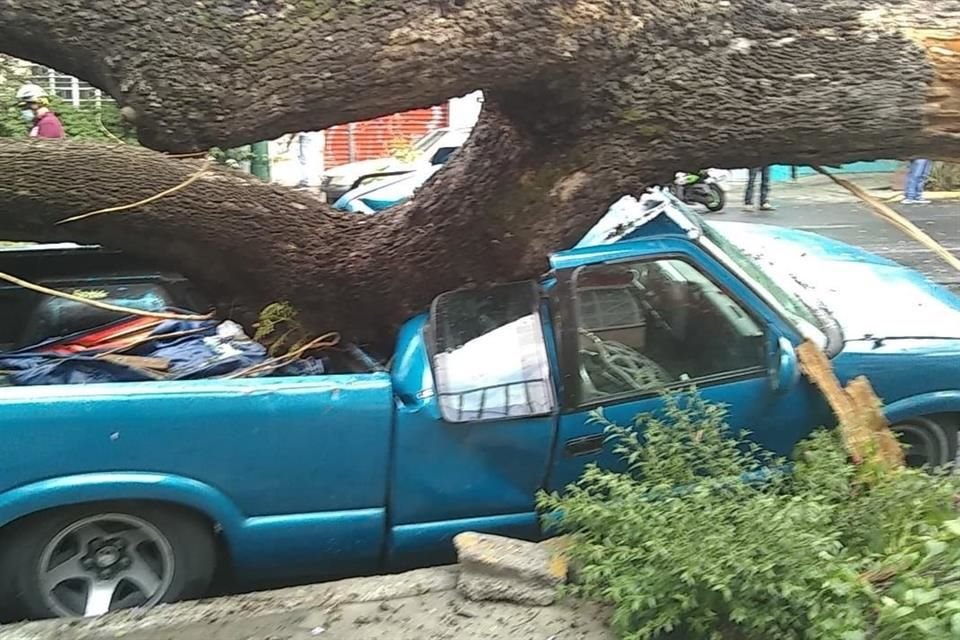 Un árbol cayó sobre dos vehículos en VC, sin que se registren personas lesionadas.