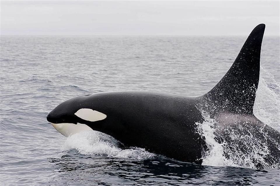 Orcas en la Península Ibérica han hundido al menos tres embarcaciones luego de que, según sospechas, un evento traumatizó a una de ellas.