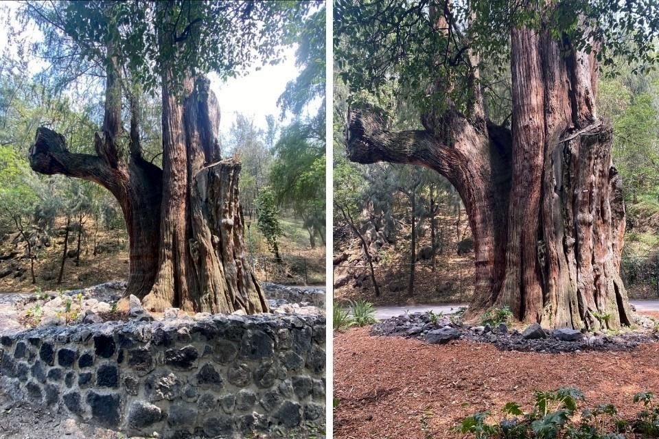 Tras críticas de especialistas a la colocación de arriates alrededor de ahuehuetes centenarios en Chapultepec, autoridades del Bosque dieron marcha atrás. En la imagen, un ejemplo de la liberación.