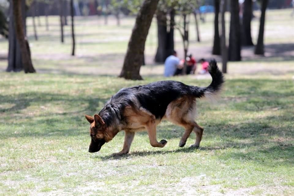 Ante la reciente actividad volcánica y caída de ceniza, protectores de animales piden considerar en planes de emergencia a los animales.