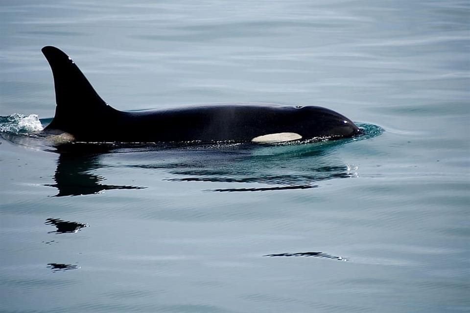 'White Gladis' es una orca involucrada en interacciones con embarcaciones en la Península Ibérica desde 2020.