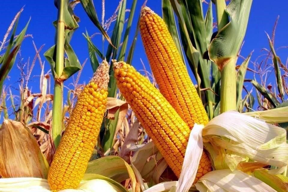 El viernes, el Gobierno de Joe Biden inició una controversia con México al solicitar consultas sobre el decreto presidencial de prohibir la importación de maíz transgénico para consumo humano.