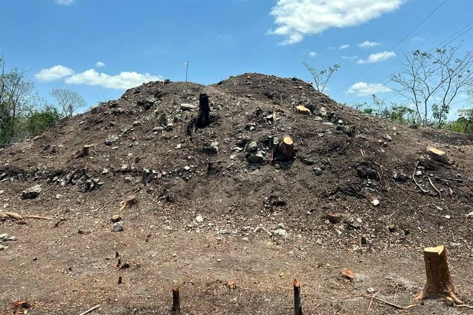 En las imágenes difundidas también se puede apreciar la tala de árboles. 