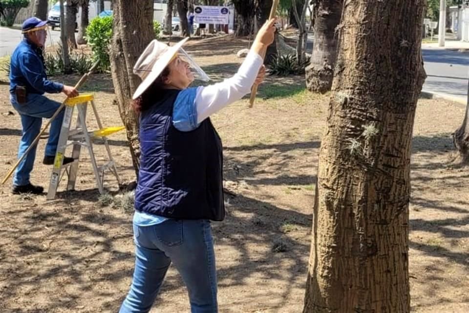 Las alcaldías, en coordinación con la Secretaría del Medio Ambiente (Sedema), deben ocuparse de la conservación, el mantenimiento y la restitución del arbolado. 