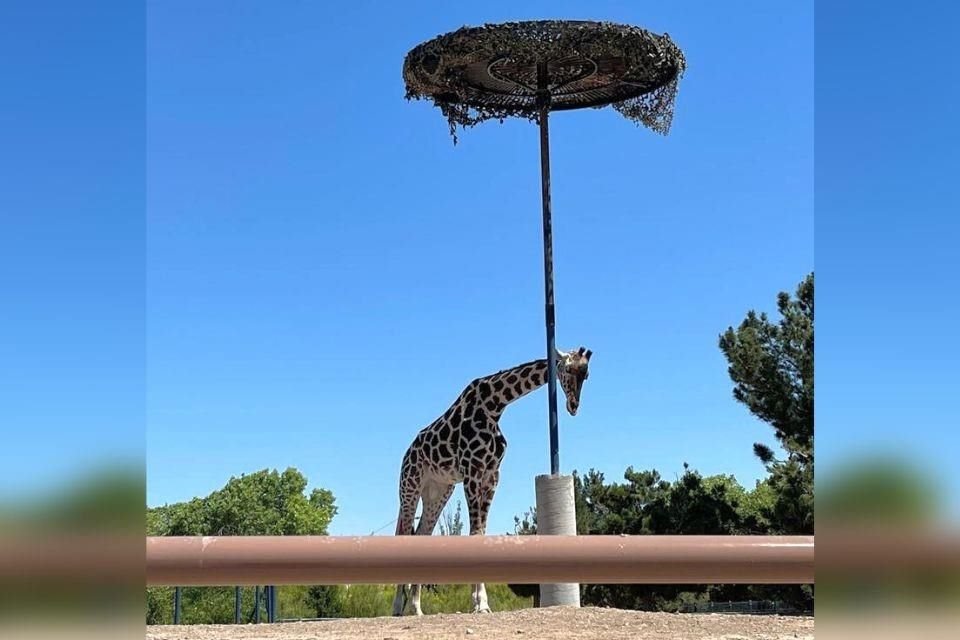 Una petición urge liberar a la jirafa 'Benito' de un parque en Ciudad Juárez; denuncian que se encuentra en condiciones inapropiadas.