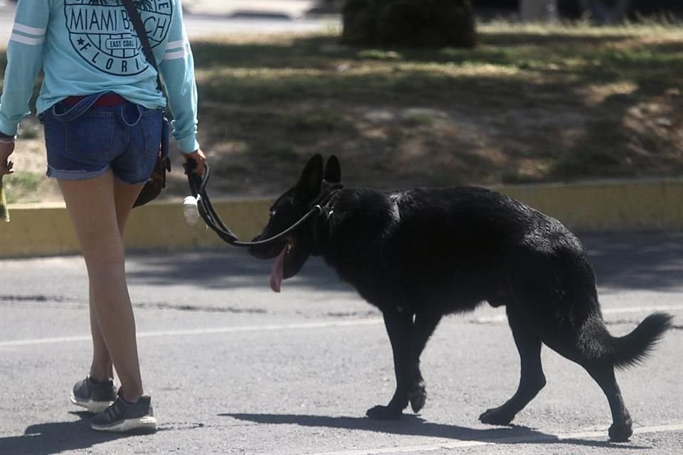 Especialista exhortó a no sacar a pasear perros entre las 11:00 y 17:00 horas, ya que hay mayor temperatura.