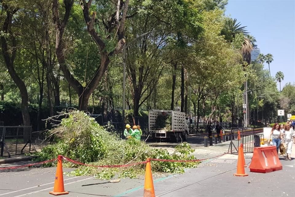 Árboles de Paseo de la Reforma son podados por especialistas para retirarles la plaga del muérdago.