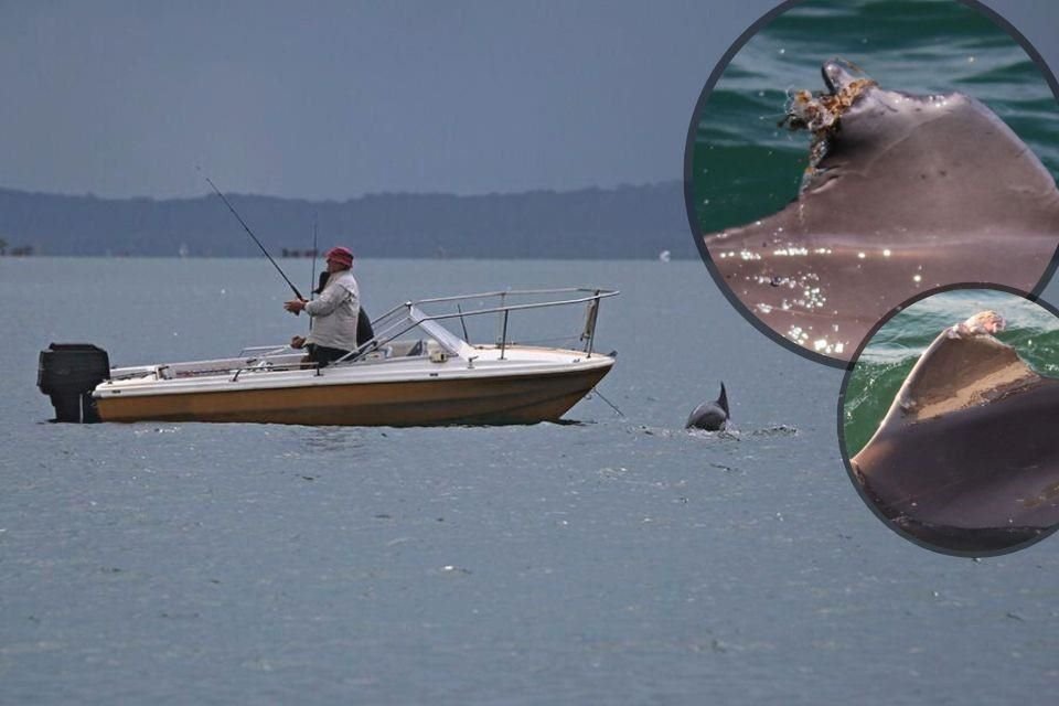 Algunos delfines en Australia enseñan a otros a 'rogar' por comida a los pescadores recreativos, pese a riesgos de golpes y enredamientos.