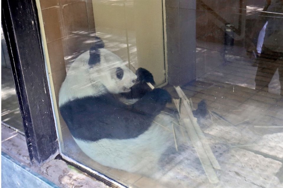 'Xin Xin' es la última panda en Chapultepec.