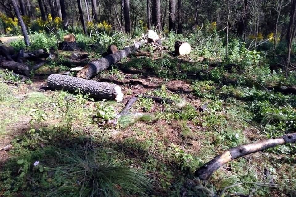 A mediados de junio, pobladores de Tlalpan y Milpa Alta se manifestaron para exigir medidas contra los talamontes que operan en los bosques del sur de la Capital, en la zona limítrofe con el estado de Morelos. 